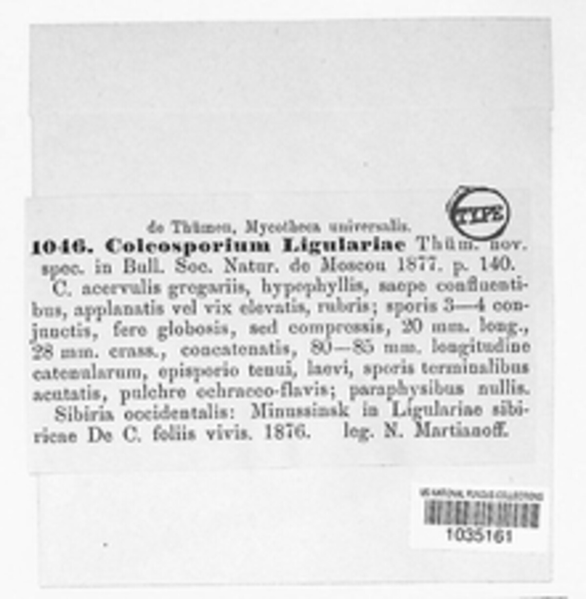 Coleosporium ligulariae image